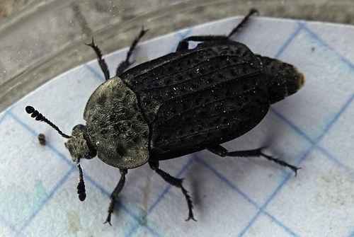Northern Carrion Beetle
