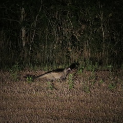 Paradoxurus musangus