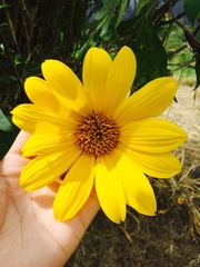 Tithonia tubaeformis
