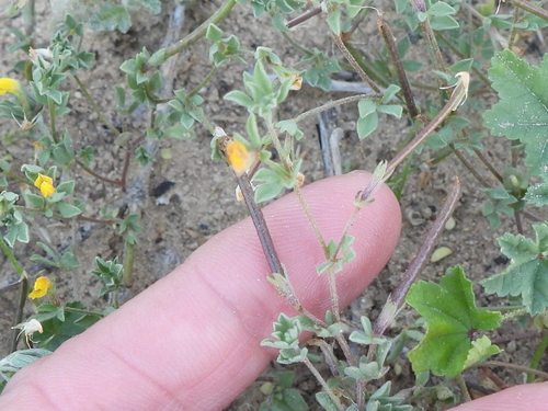 Petty Bird's-foot-trefoil (Lotus halophilus)
