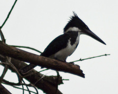 Chloroceryle amazona