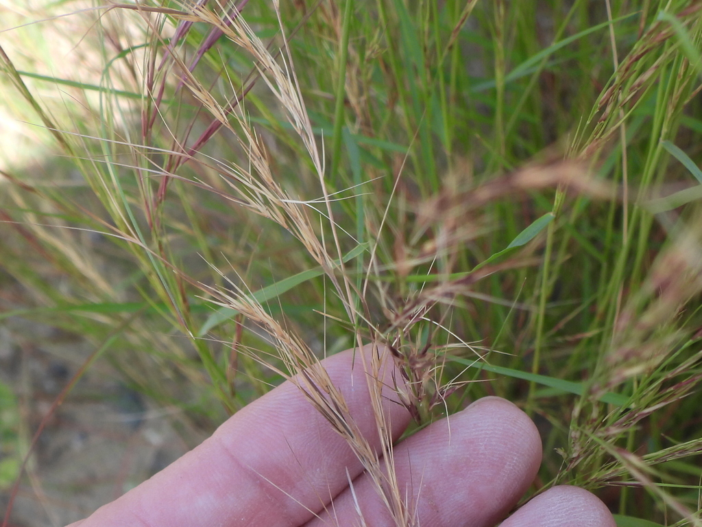 Aristida abnormis from Mushrif - Dubai - United Arab Emirates on ...