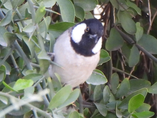 White-eared Bulbul (Pycnonotus leucotis), photo 10