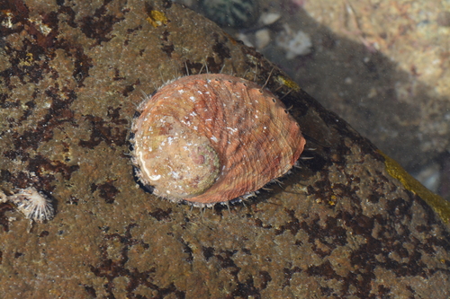 blacklip abalone