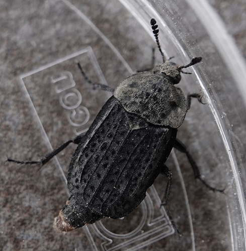 Northern Carrion Beetle