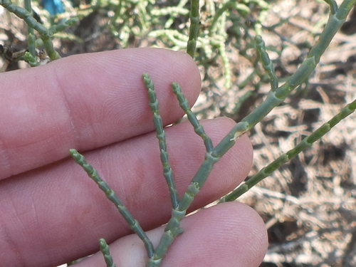 Image of Haloxylon salicornicum by (c) Sam Kieschnick, some rights reserved (CC BY)