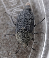 Thanatophilus lapponicus