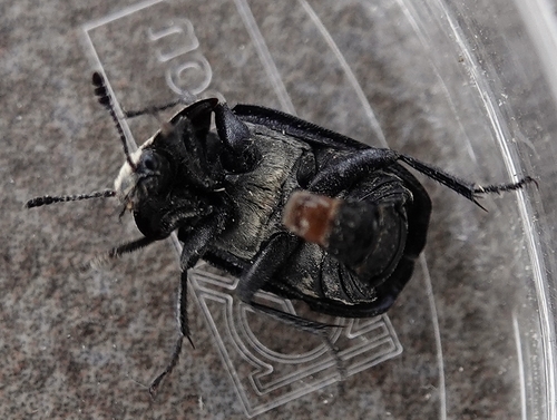 Northern Carrion Beetle