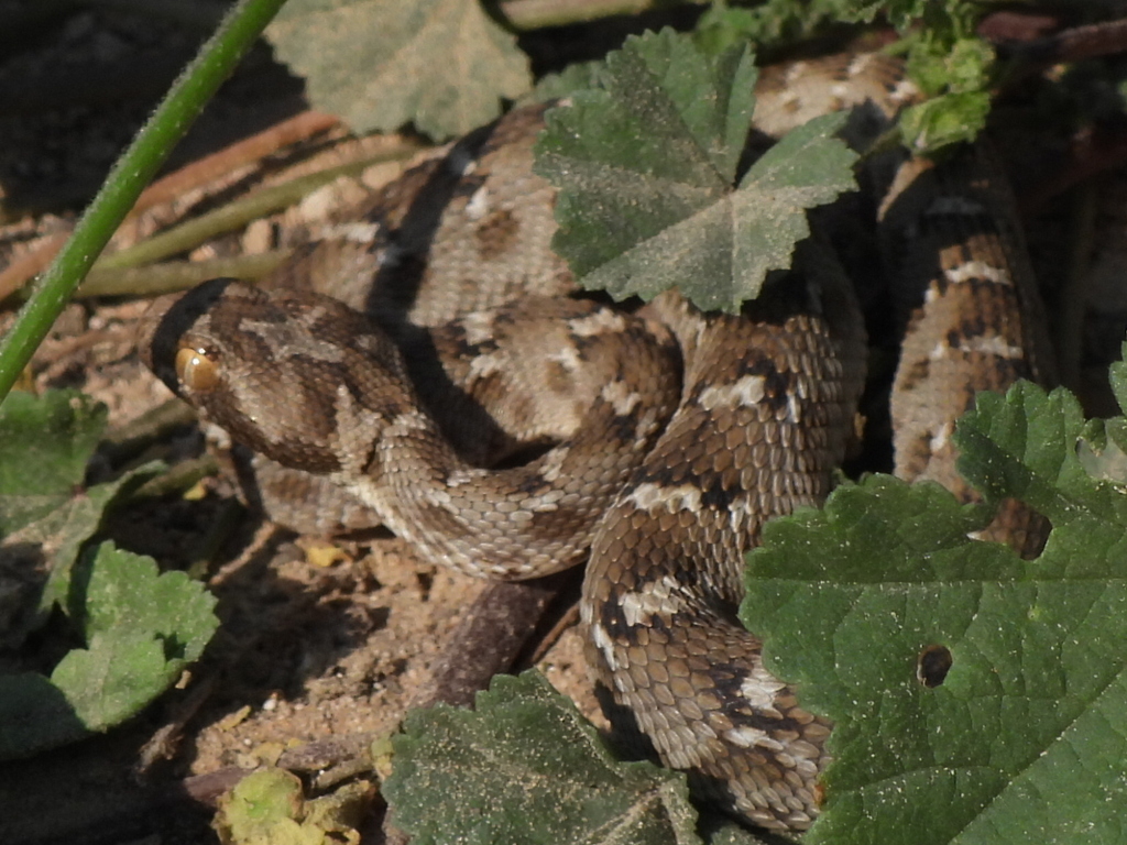 Saw-scaled Viper from Mushrif - Dubai - United Arab Emirates on ...