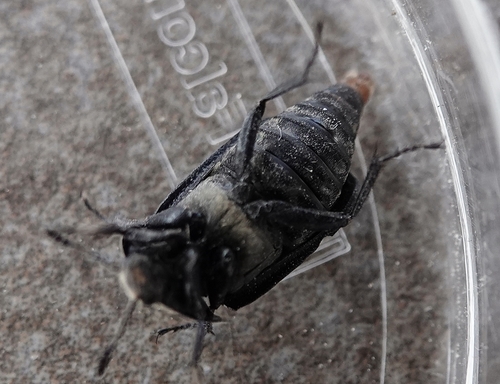 Northern Carrion Beetle