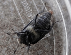 Thanatophilus lapponicus