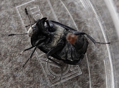 Thanatophilus lapponicus