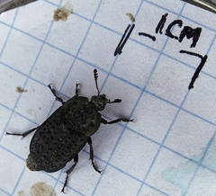 Thanatophilus lapponicus