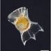 Ornithocercus - Photo (c) NOAA Photo Library, μερικά δικαιώματα διατηρούνται (CC BY)