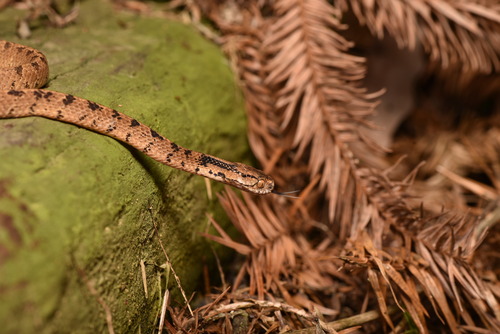 Formosan Slug Snake