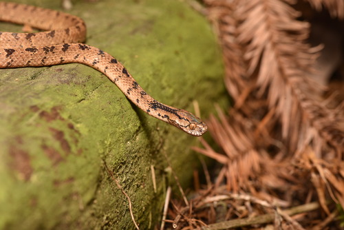 Formosan Slug Snake