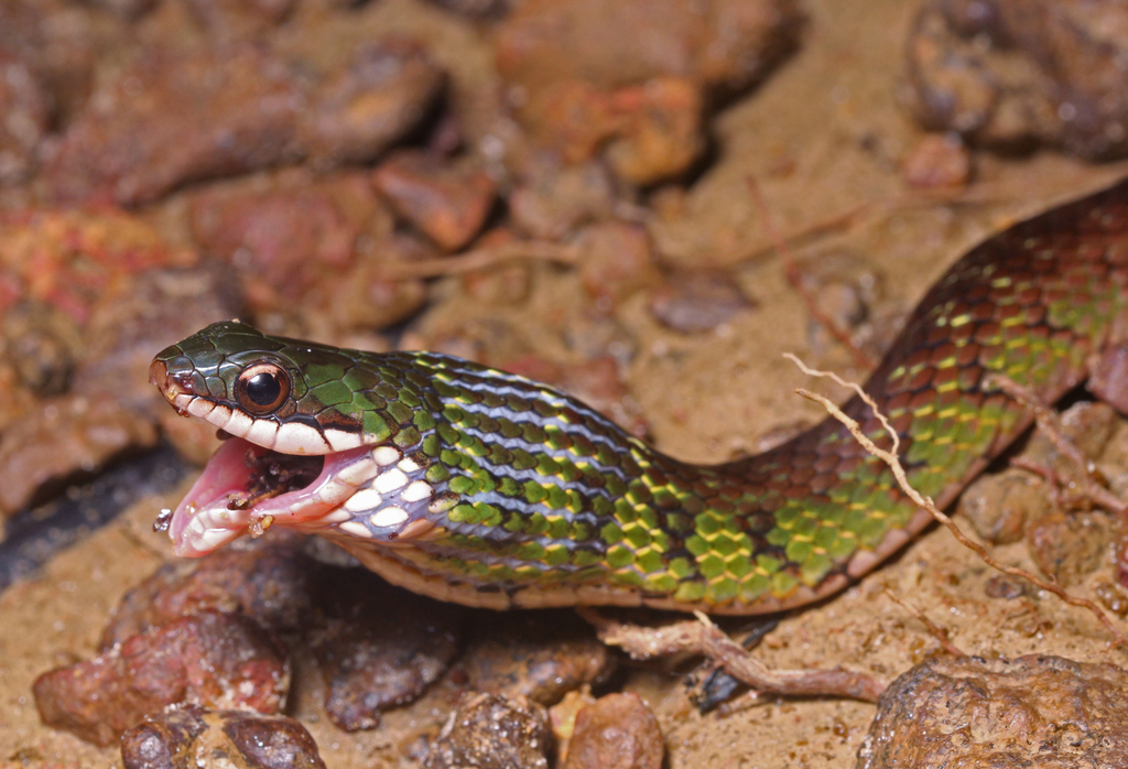 Royal Ground Snake
