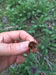 Fritillaria micrantha