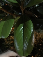 Magnolia grandiflora