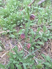 Fritillaria micrantha