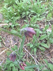 Fritillaria micrantha
