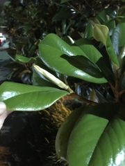 Magnolia grandiflora