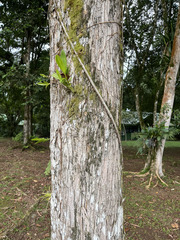 Terminalia amazonia image