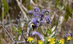 Bombus crotchii