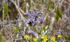 Bombus crotchii