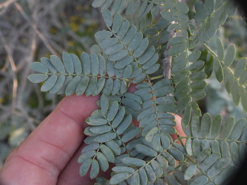 Image of Prosopis cineraria by (c) Sam Kieschnick, some rights reserved (CC BY)