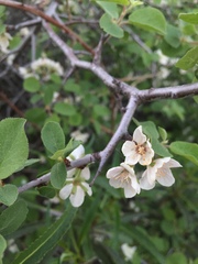 Prunus subcordata