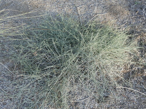 Image of Ephedra ciliata by (c) Sam Kieschnick, some rights reserved (CC BY)