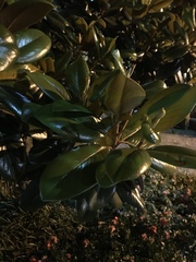 Magnolia grandiflora