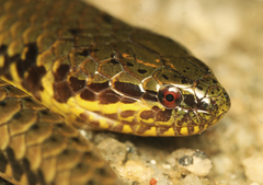 South American Pond Snake photo 2