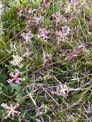 Astragalus nothoxys