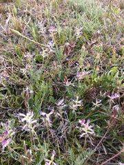 Astragalus nothoxys