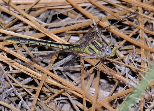 Oklahoma Clubtail photo 2