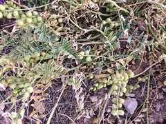 Astragalus thurberi