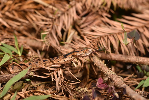 Formosan Slug Snake