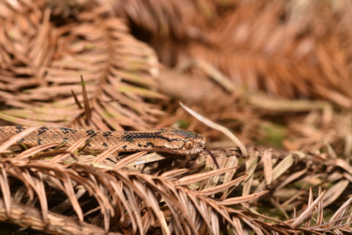 Formosan Slug Snake