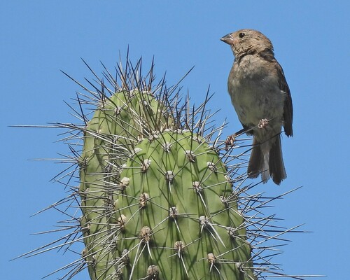 Dull-colored Grassquit (Asemospiza obscura), photo 10
