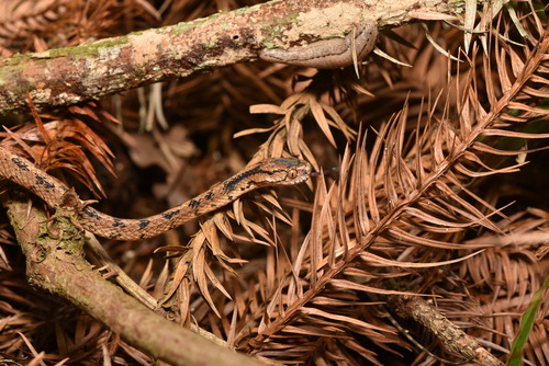 Formosan Slug Snake