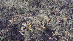 Waltheria ovata