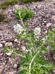 Lepidium thurberi