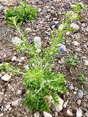 Lepidium thurberi
