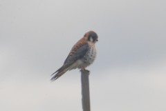 Falco sparverius sparverius