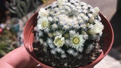 Mammillaria schiedeana