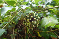 Eleutherococcus trifoliatus