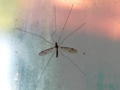 Leptotarsus cubitalis