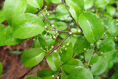Ilex asprella